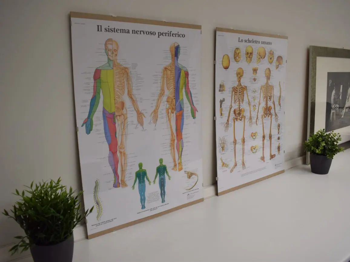 Tavole anatomiche — studio di osteopatia Marco Miotto a Campolongo Maggiore